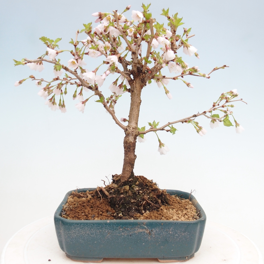 Bonsai voor buiten - Prunus incisa Kojou-no mai-Plivon uitgesneden
