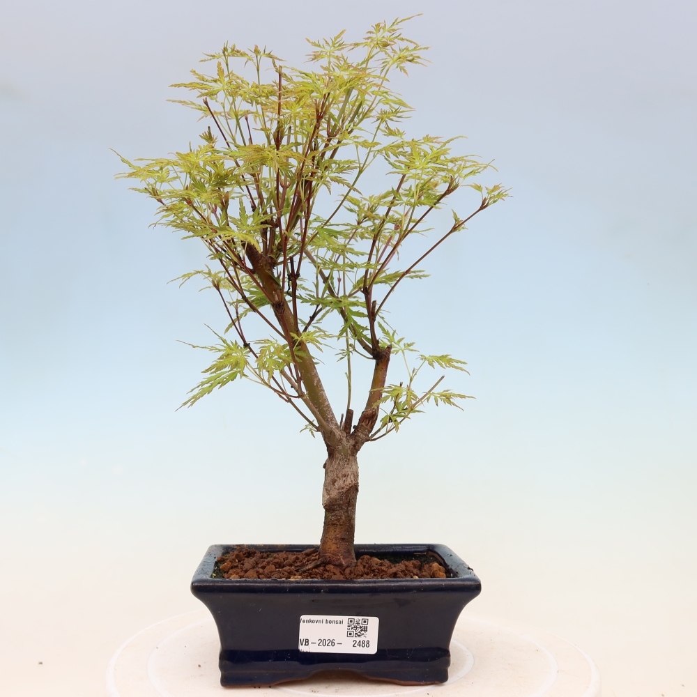 Bonsai voor buiten - Acer palmatum Dissectum
