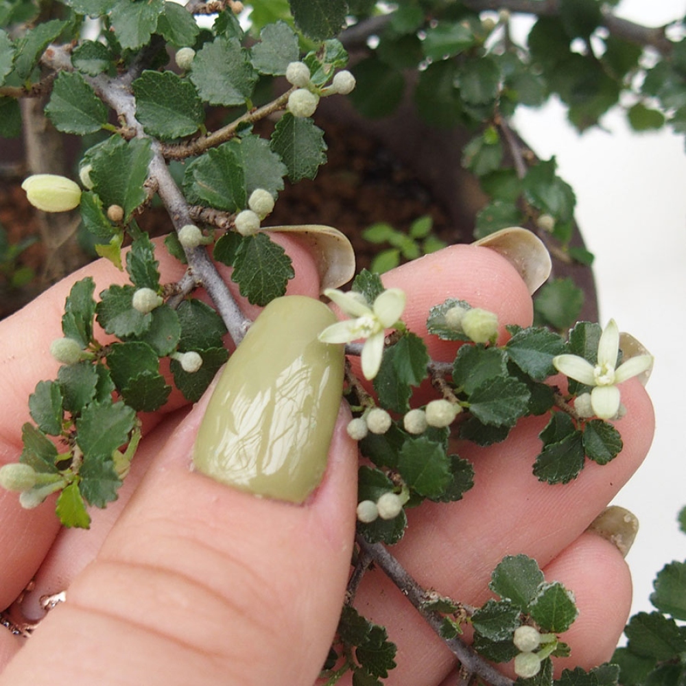Kamerbonsai - Grewia sp. - Grewia malafolia