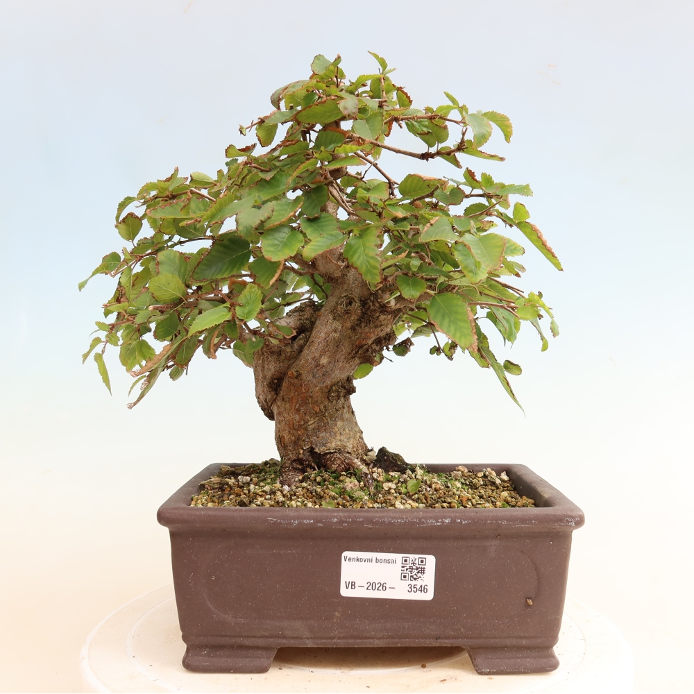 Bonsai voor buiten -Carpinus CARPINOIDES - Koreaanse haagbeuk