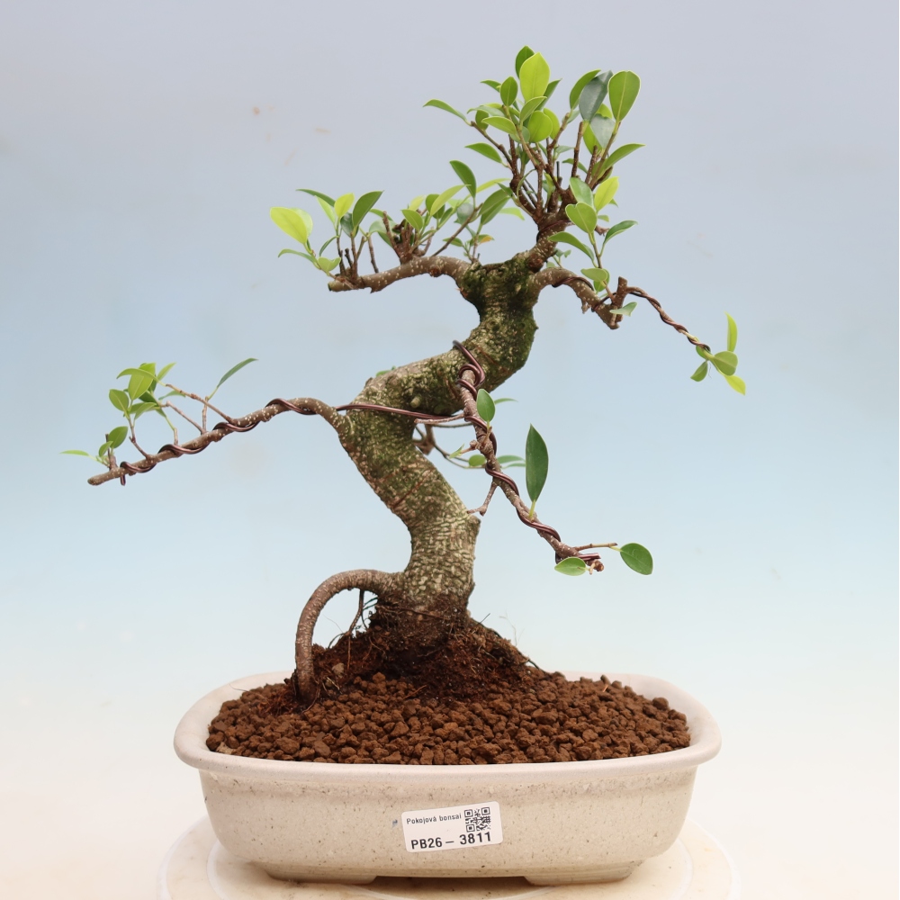 Kamerbonsai - Ficus kimmen - kleinbladige ficus