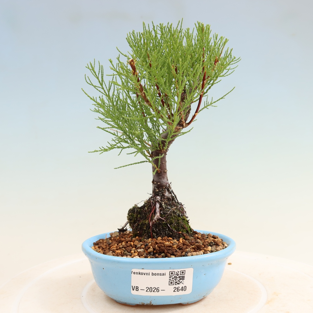 Bonsai voor buiten - Tamarisk - Tamarix