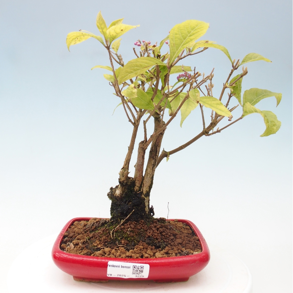 Bonsai voor buiten - Callicarpa japonica