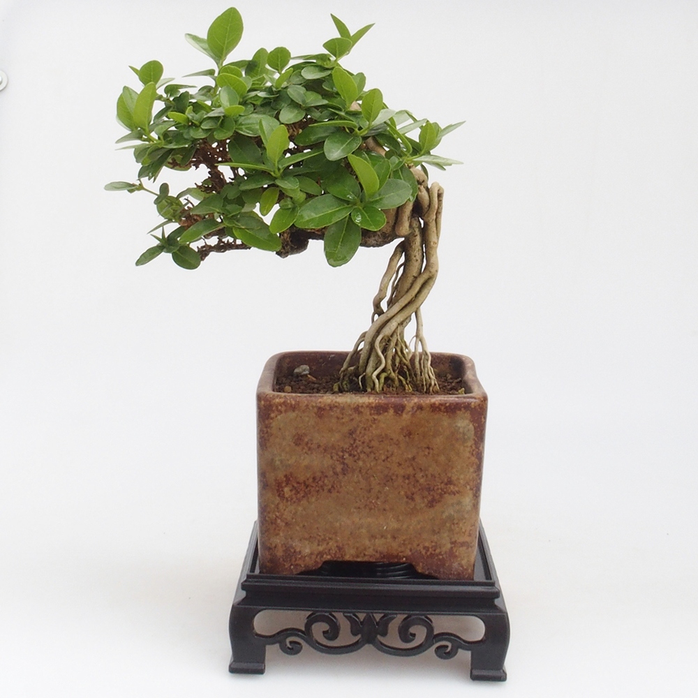Bonsai tafel kunststof vierkant 12,5 x 12,5 x 4 cm, kleur zwart