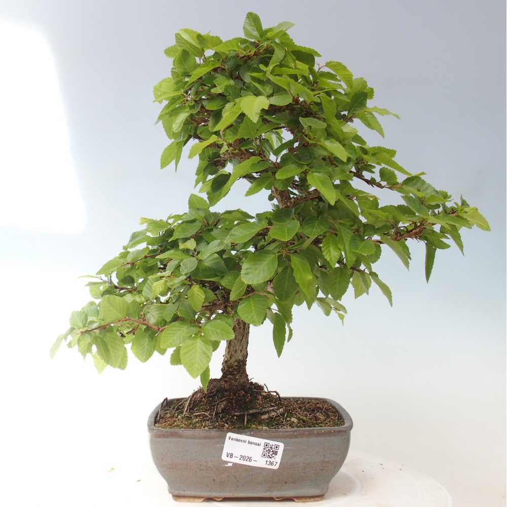 Bonsai voor buiten -Carpinus CARPINOIDES - Koreaanse haagbeuk