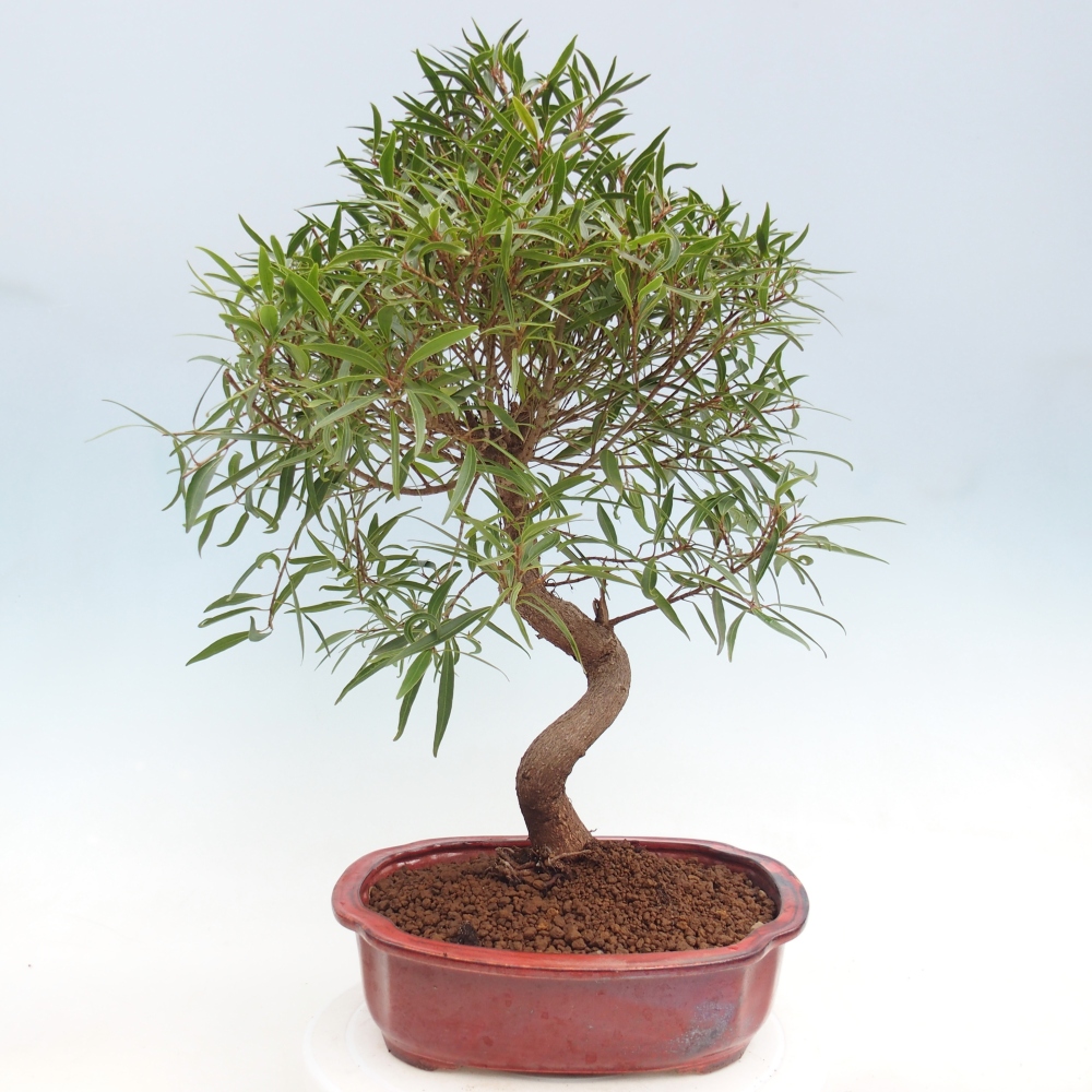 Kamerbonsai - Ficus nerifolia - kleinbladige ficus