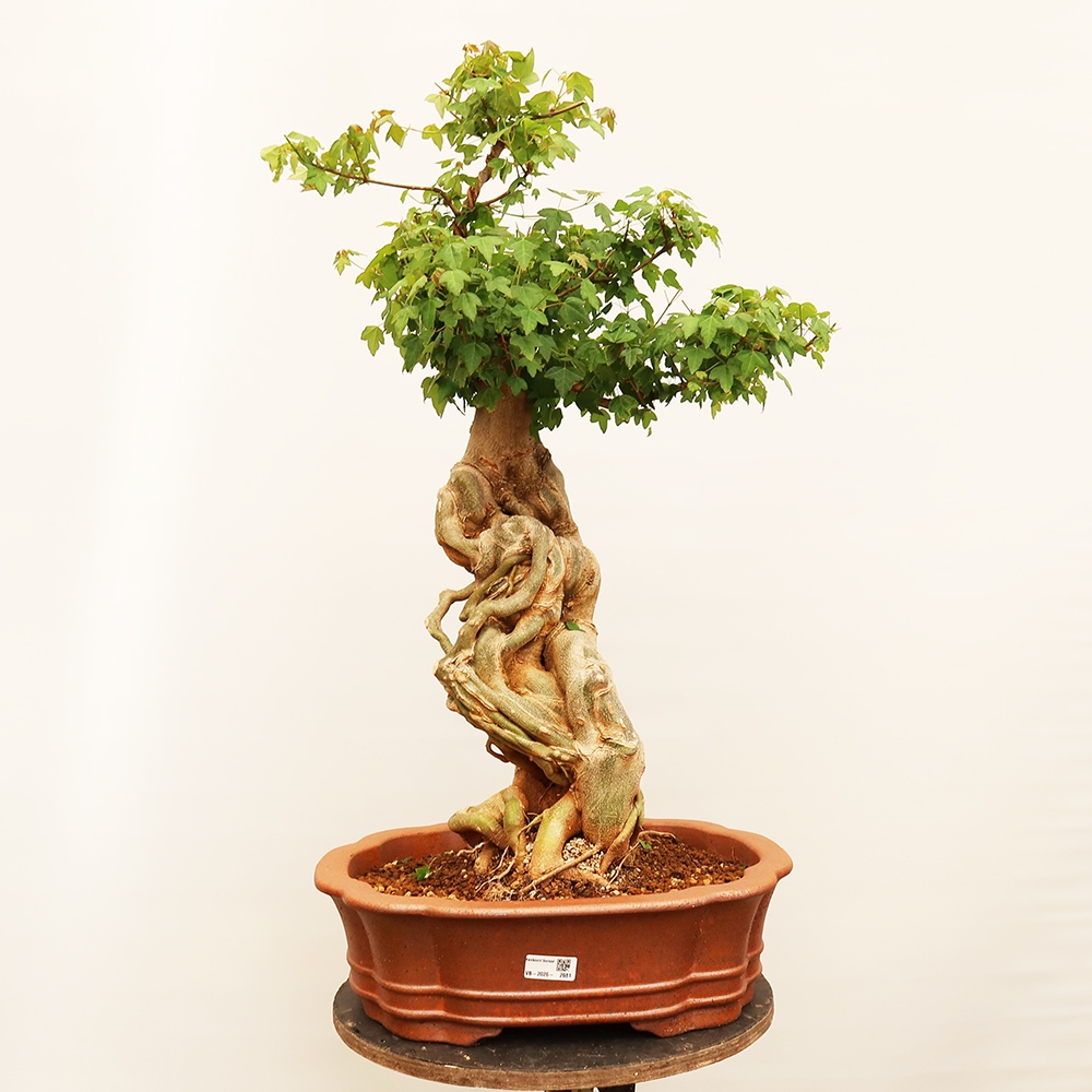 Bonsai voor buiten - Esdoorn Burger - Acer Burgerianum