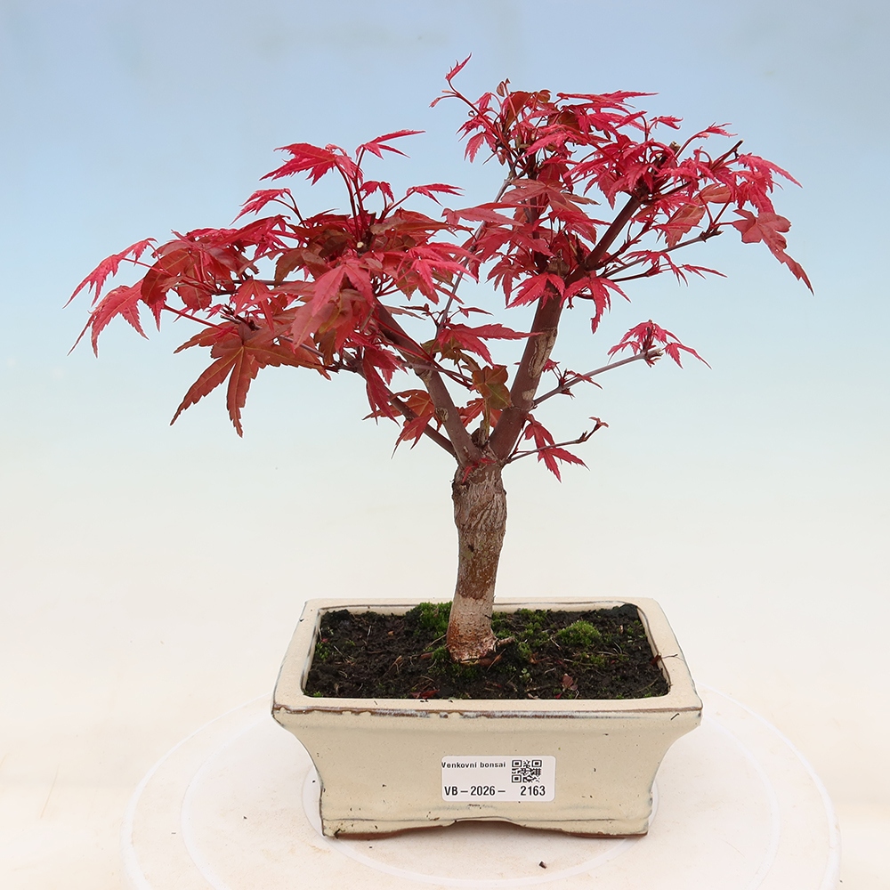 Bonsai voor buiten - Acer palmatum DESHOJO