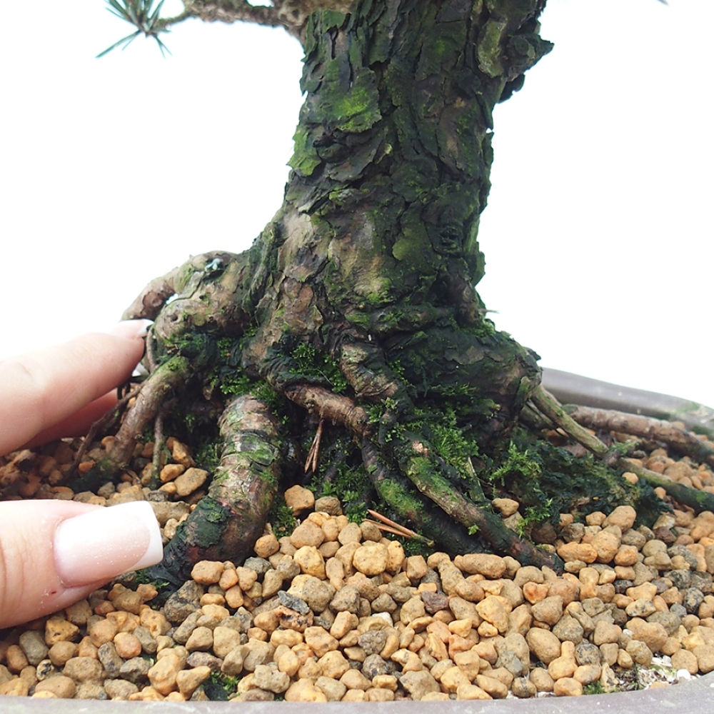 Bonsai voor buiten - Pinus thunbergii Kotobuki - Thunberg den