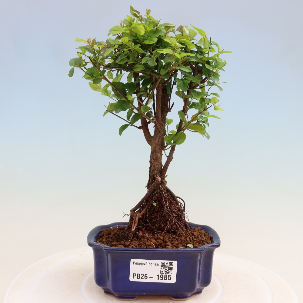 Kamerbonsai - Sageretia thea - Sageretia thea
