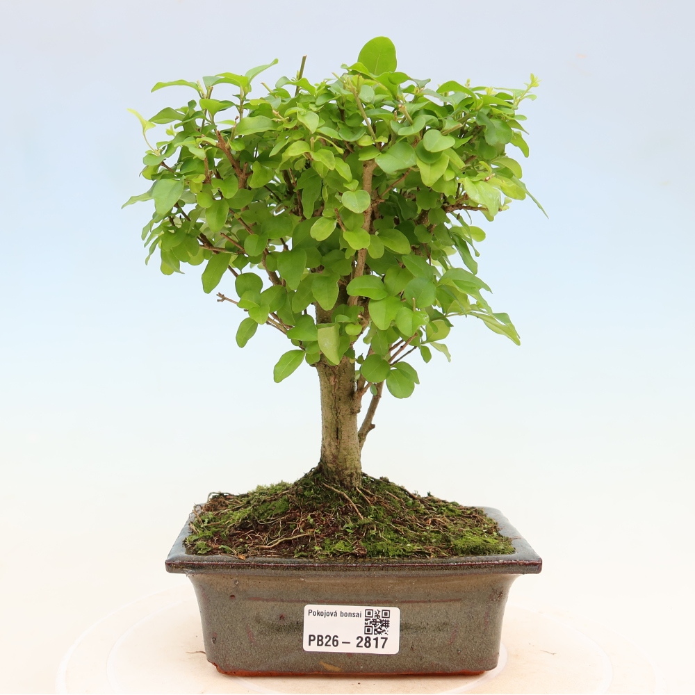 Kamerbonsai -Ligustrum chinensis - Vogelsnavel