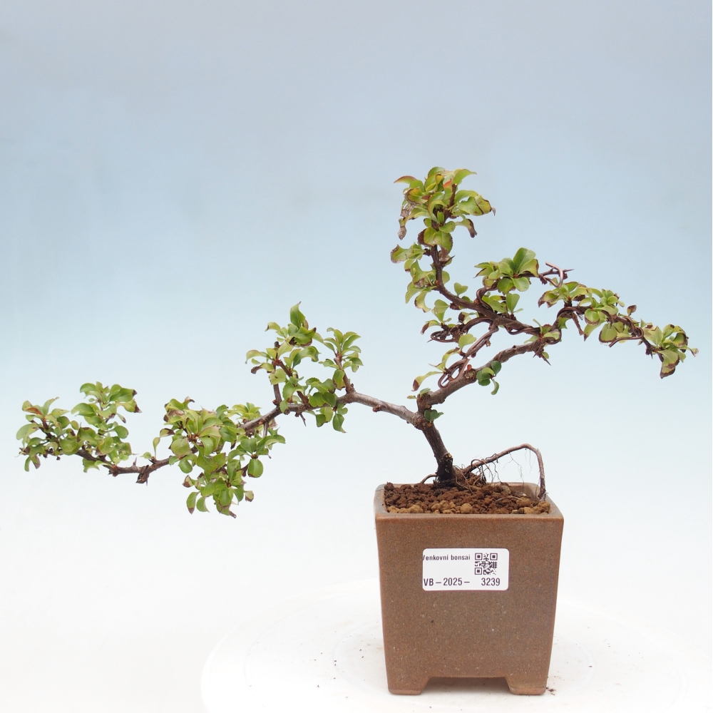 Bonsai voor buiten - Chaneomeles s. Red Joy - Kweepeer