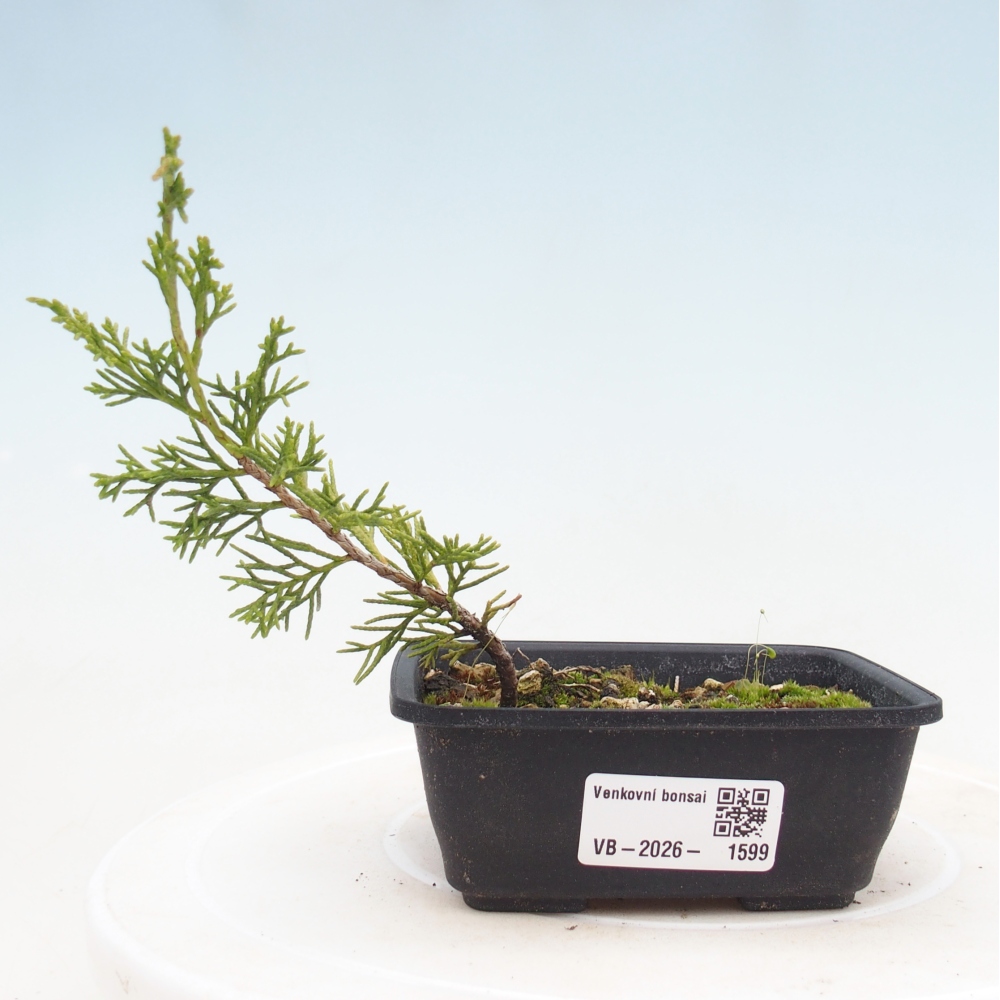Bonsai voor buiten - Juniperus chinensis Itoigawa