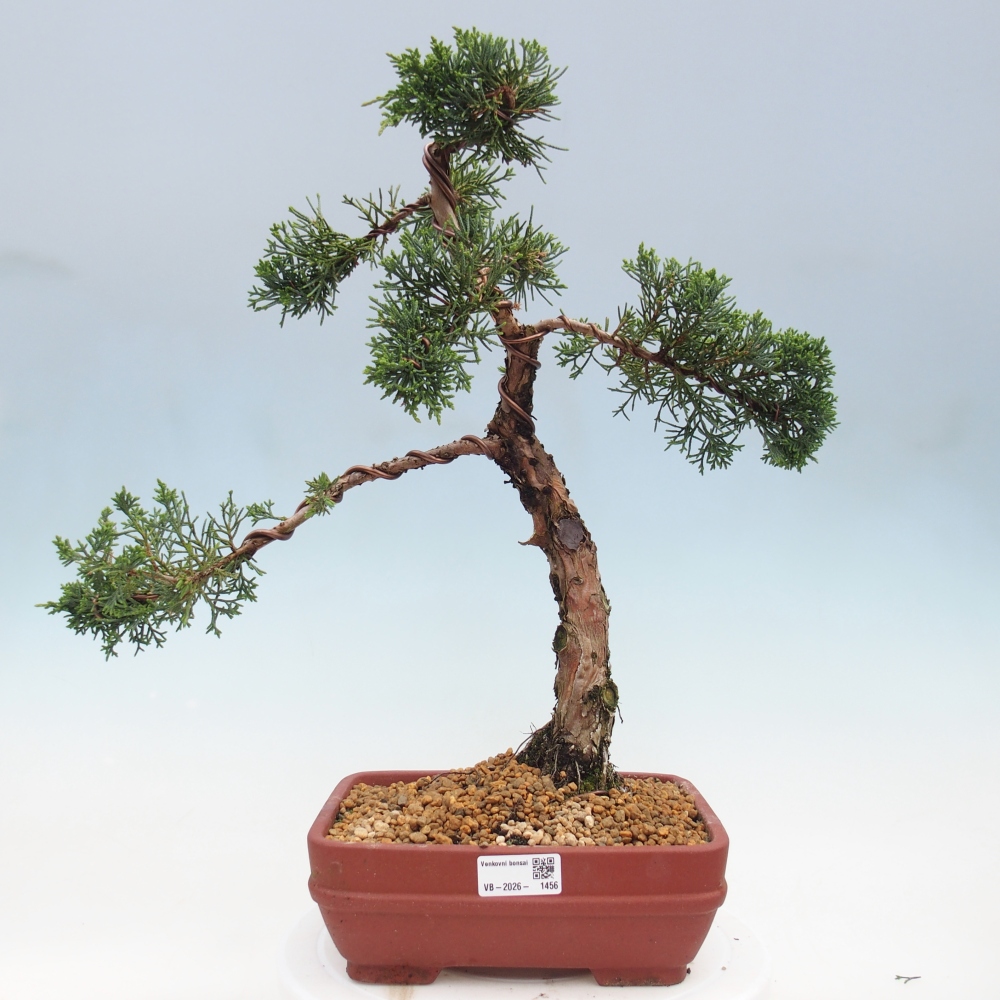 Bonsai voor buiten - Juniperus chinensis Kishu