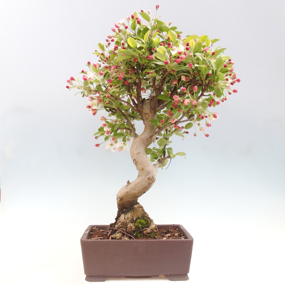 Bonsai voor buiten -Malus halliana - Appelboom met kleine vruchten