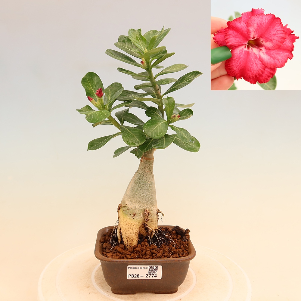 Kamerbonsai - Adenium obesum, geënt V.F.S.326  - Woestijnroos