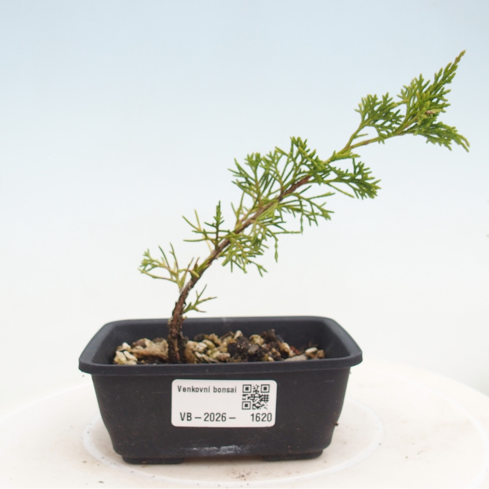 Bonsai voor buiten - Juniperus chinensis Itoigawa