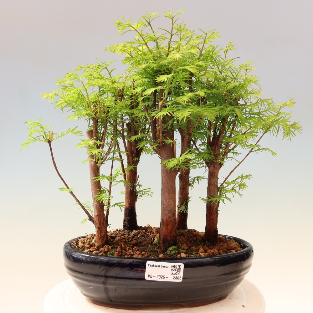 Buitenbonsai - Metasequoia glyptostroboides - Chinese metasequoia - bosje