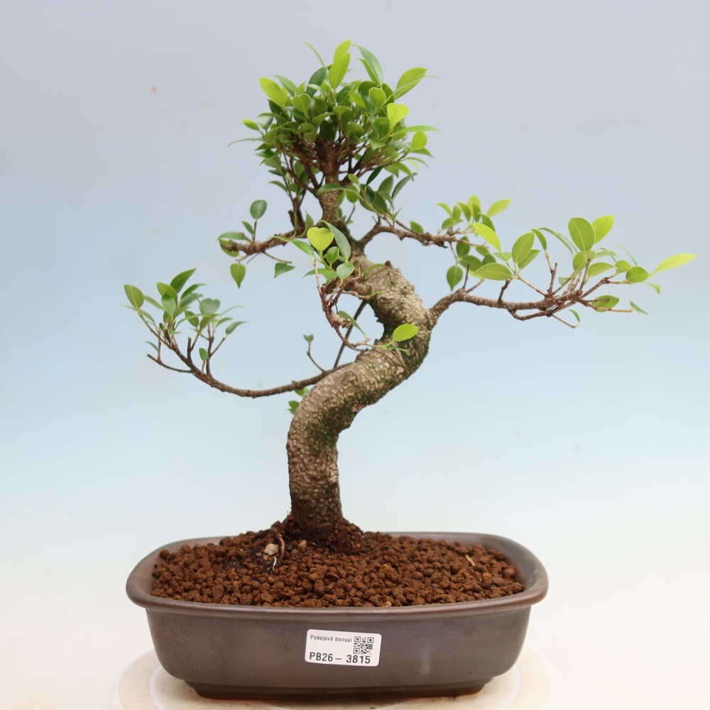 Kamerbonsai - Ficus kimmen - kleinbladige ficus