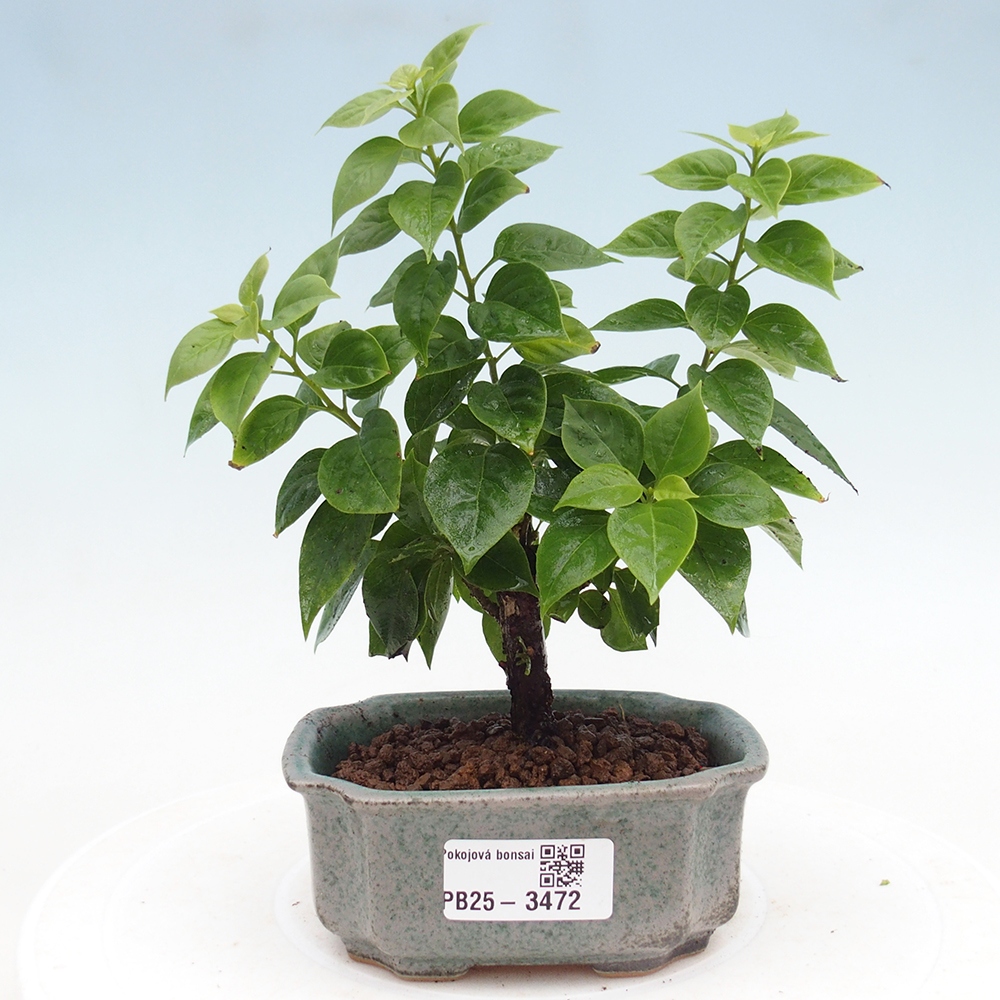 Kamerbonsai - Bouganwilea