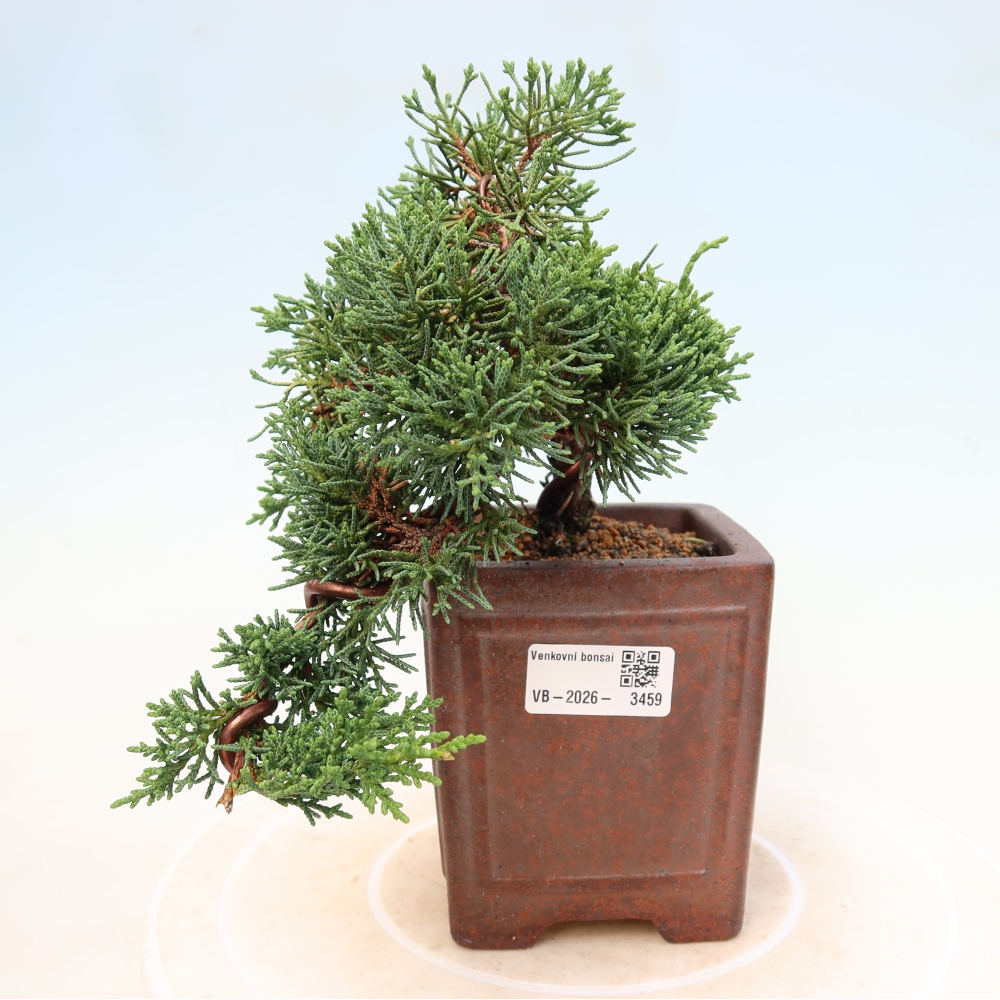 Bonsai voor buiten - Juniperus chinensis Kishu