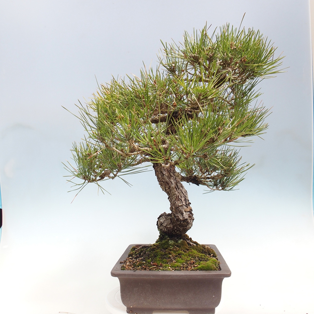 Bonsai voor buiten - Pinus thunbergii - Thunberg den