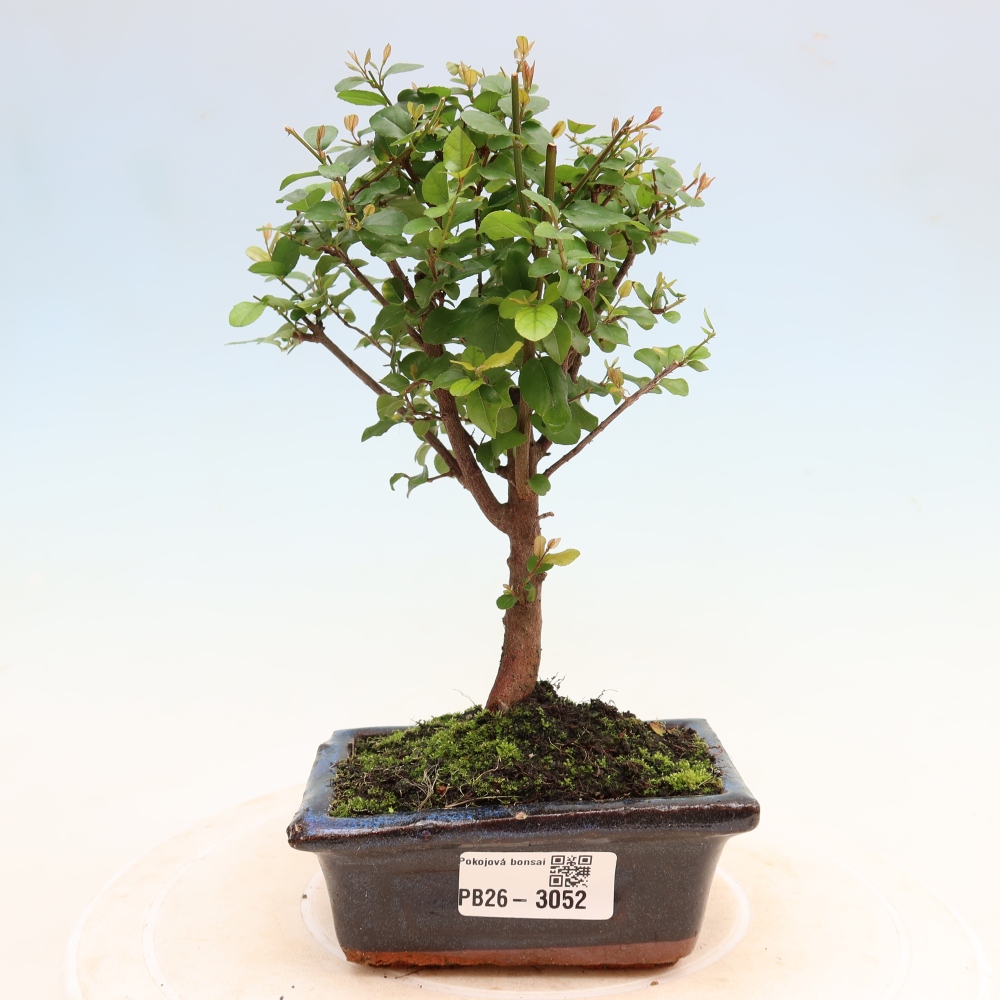 Kamerbonsai - Sageretia thea - Sageretia thea
