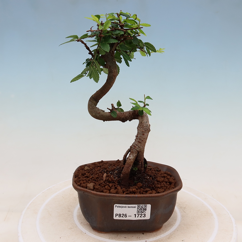 Kamerbonsai - Ulmus parvifolia - Winteriep