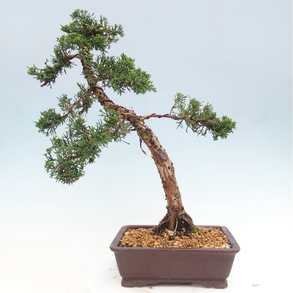 Bonsai voor buiten - Juniperus chinensis Kishu