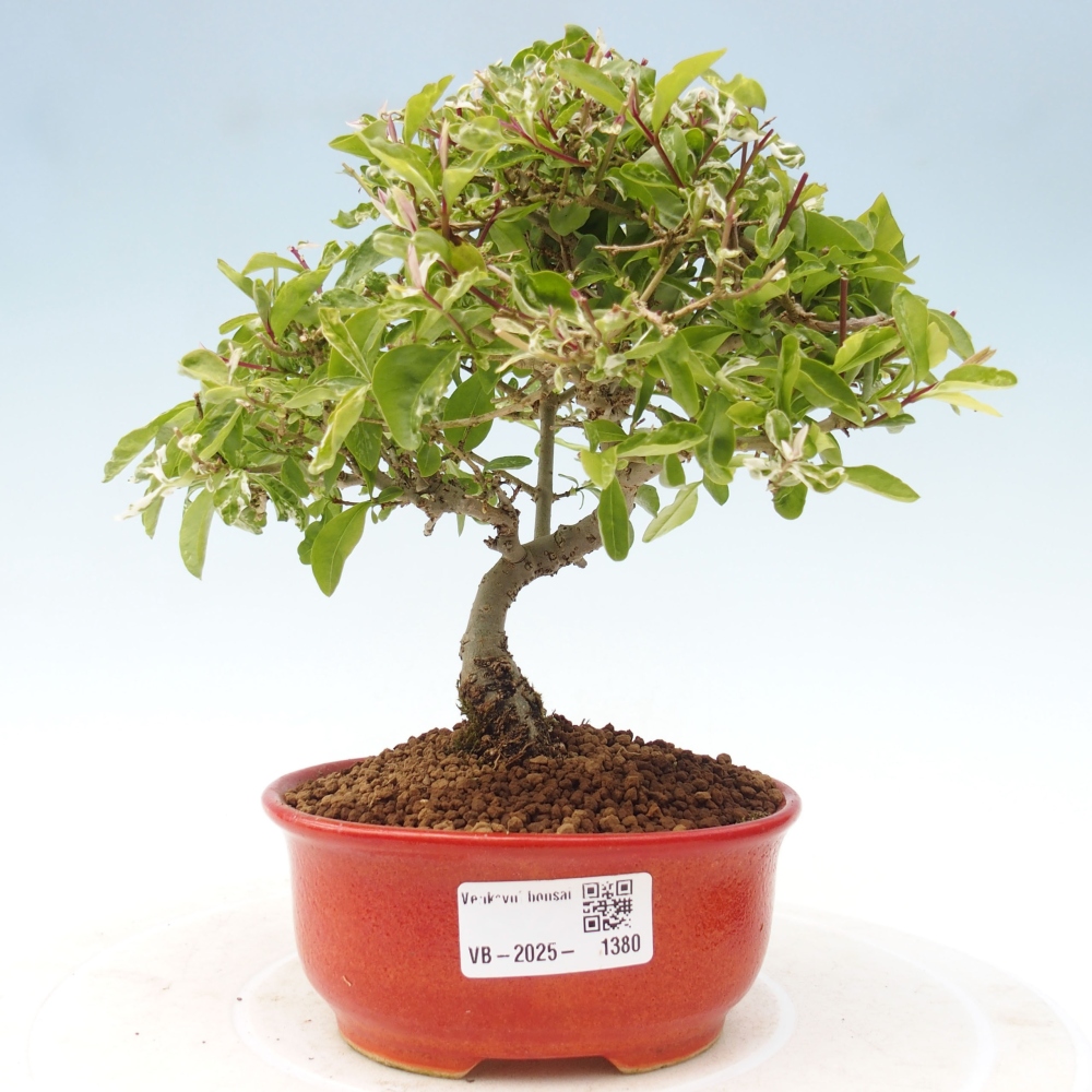 Bonsai voor buiten - Ligustrum obtusifolium