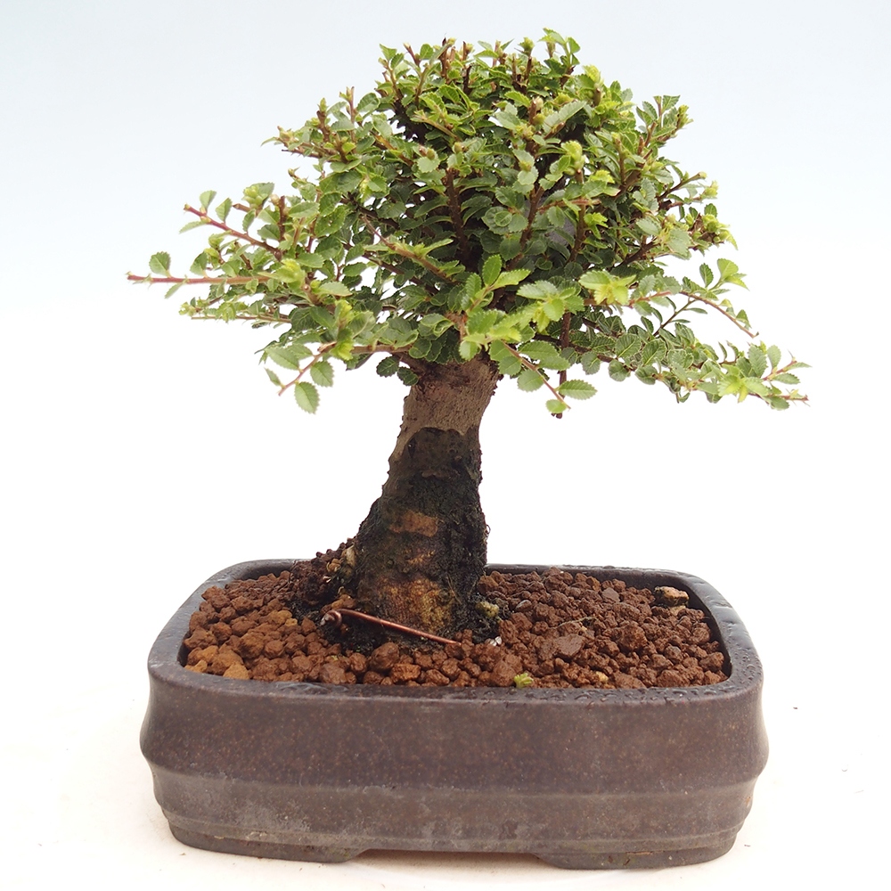 Bonsai voor buiten - Ulmus parvifolia Hokkaido - Chinese iep