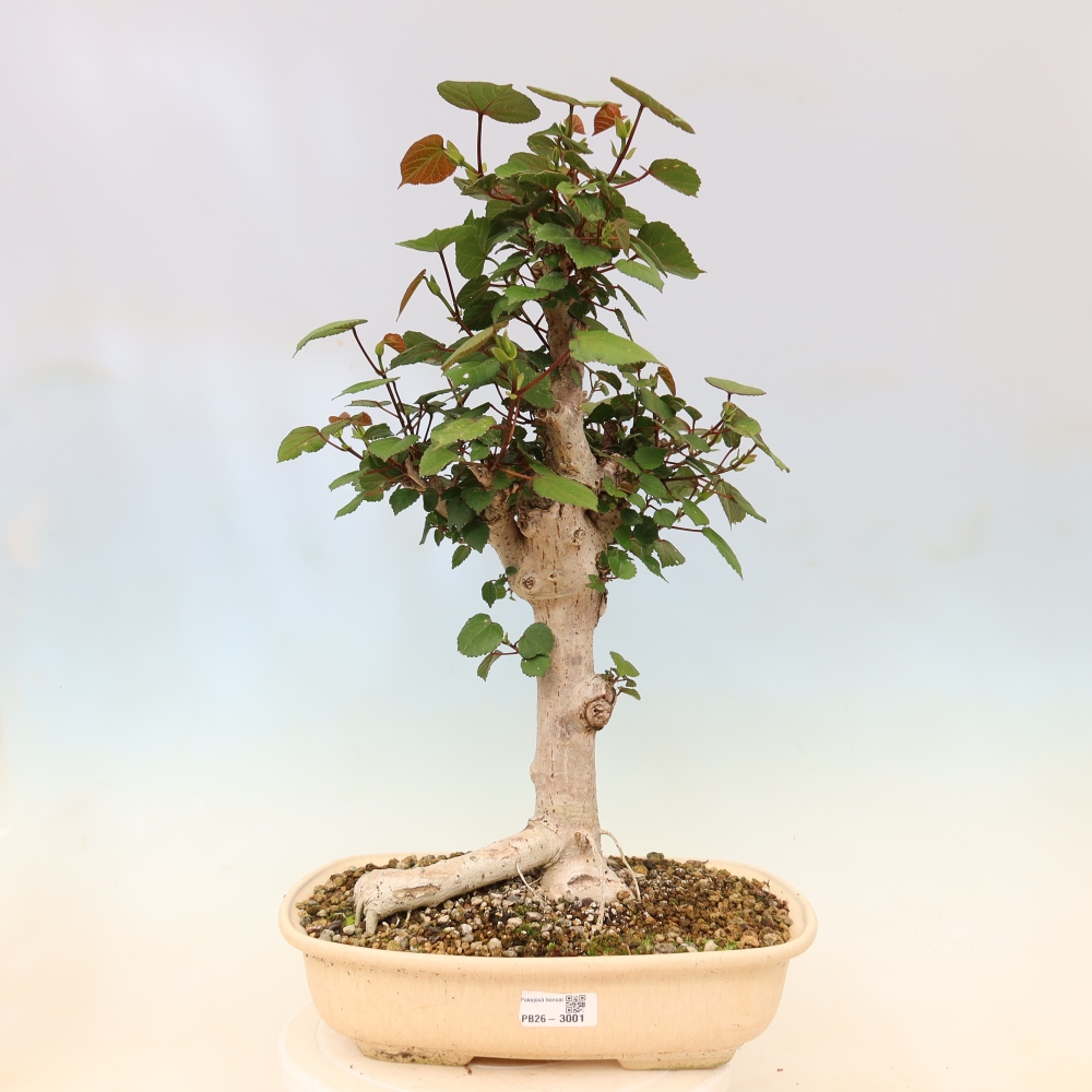 Bonsai voor binnen - Hibiscus tiliaceus - Zee Hibiscus