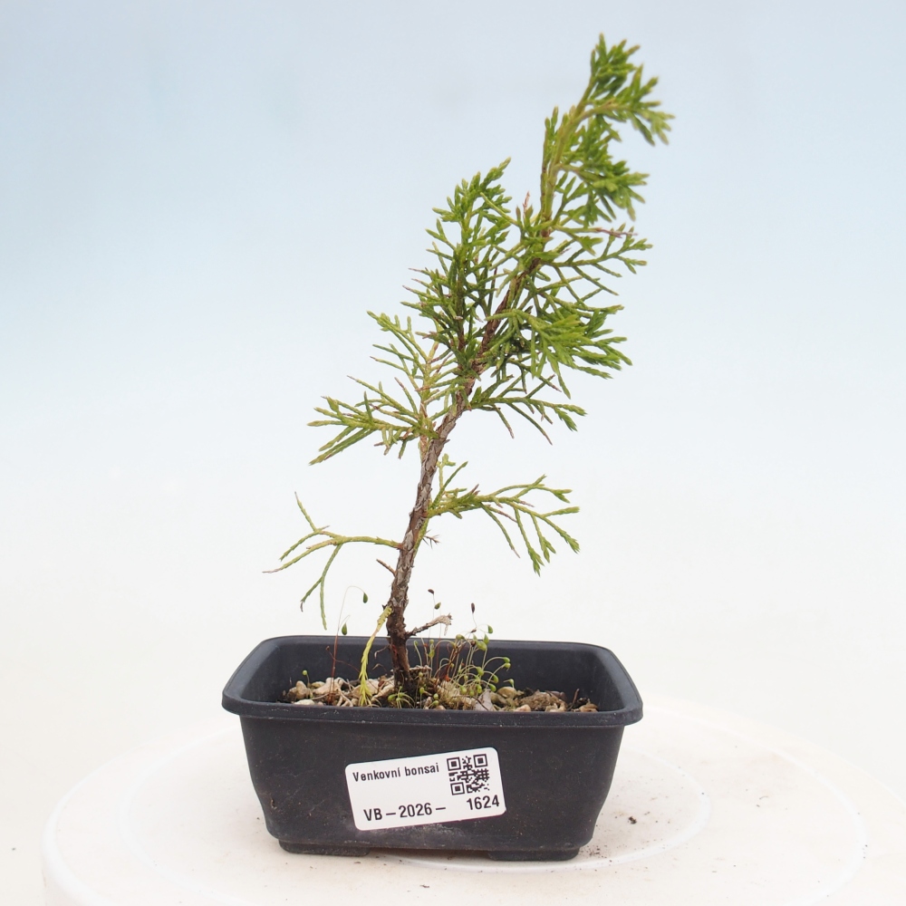 Bonsai voor buiten - Juniperus chinensis Itoigawa