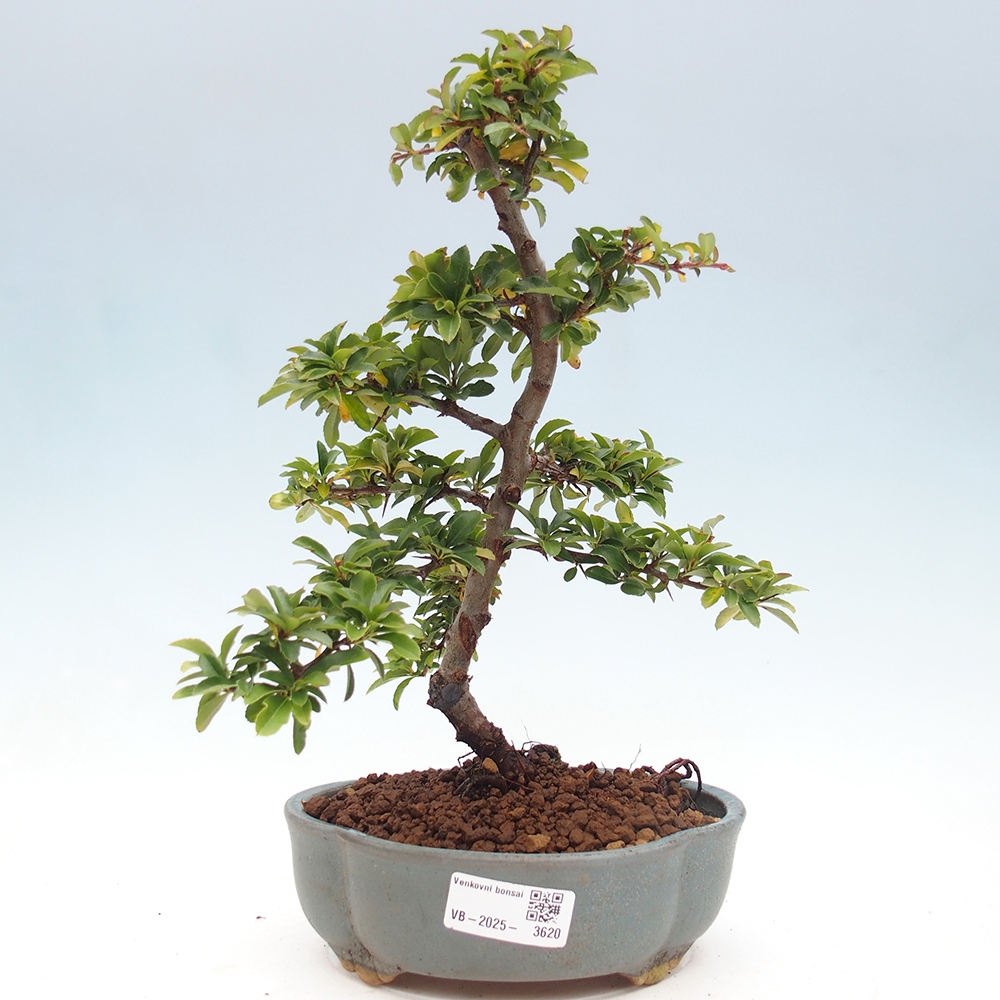 Bonsai-Pyracantha Teton voor buiten -Hlox