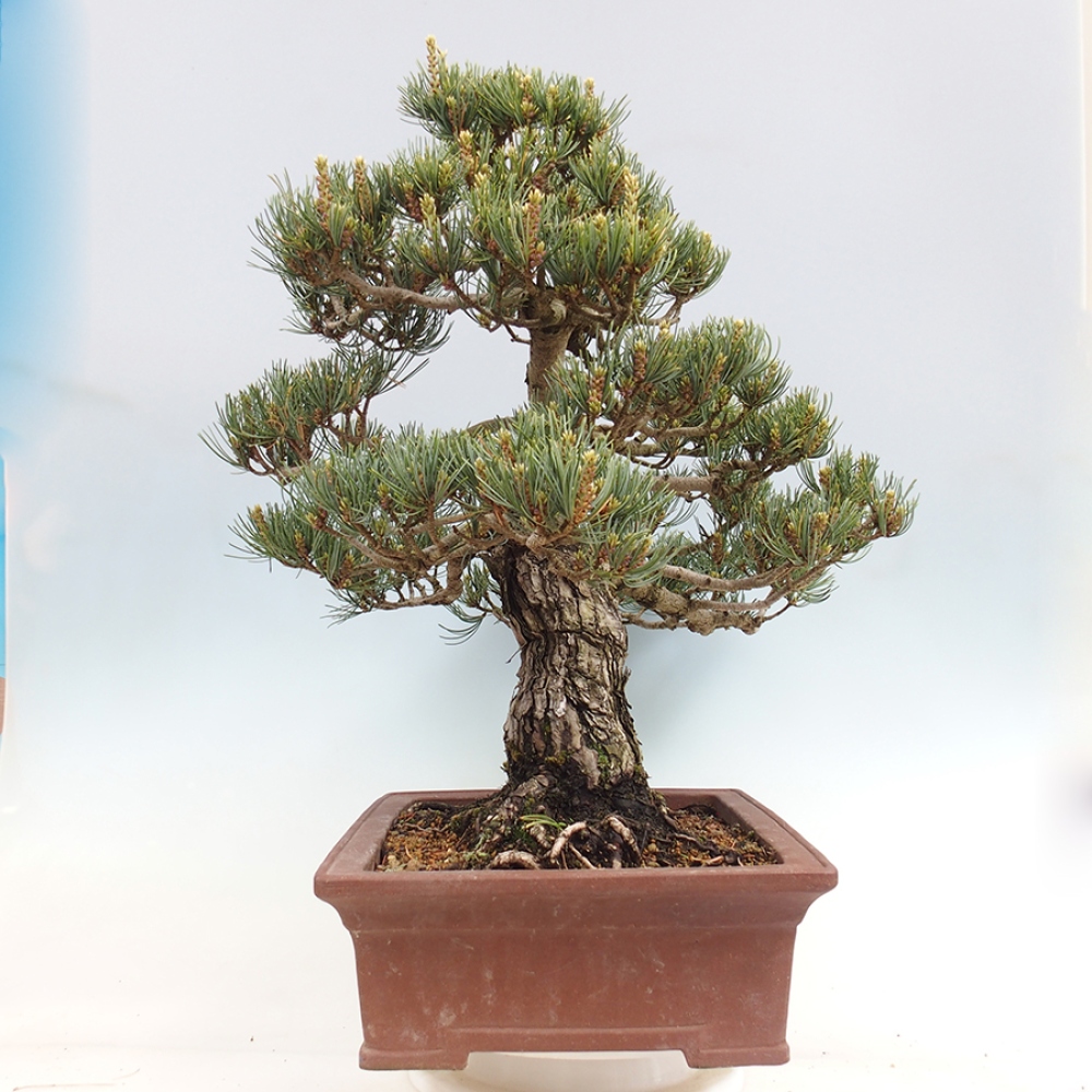 Bonsai voor buiten - Pinus parviflora - Pinus parviflora