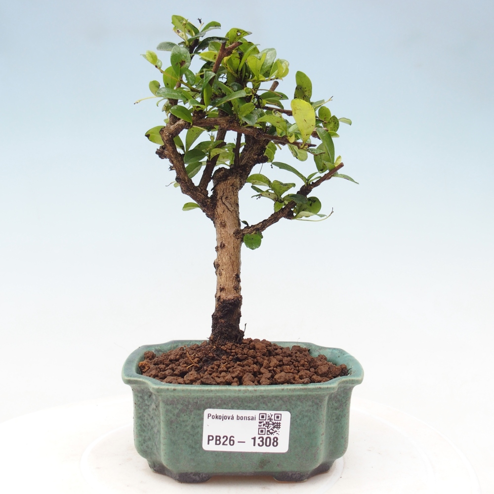 Kamerbonsai - Carmona macrophylla - Thee fuki