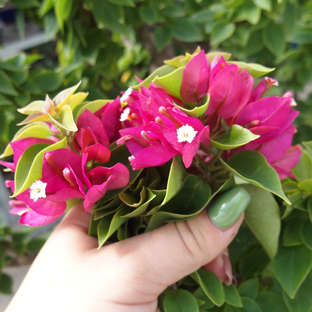 Kamerbonsai - Bouganwilea