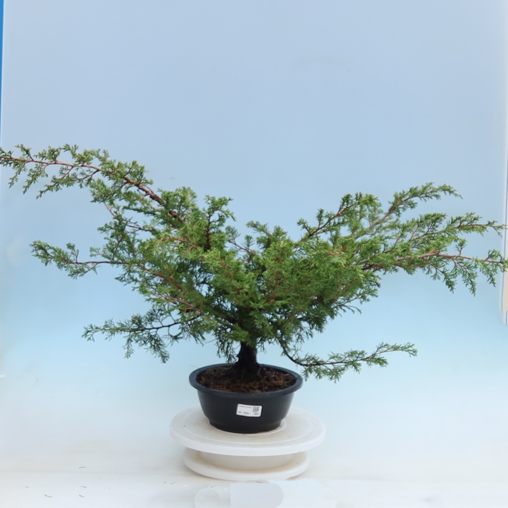 Bonsai voor buiten - Juniperus chinensis Itoigawa - Chinese jeneverbes