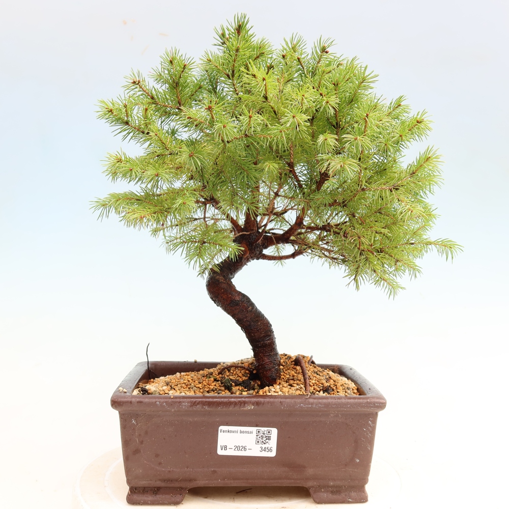 Buitenbonsai – Grijze spar – Picea glauca globe