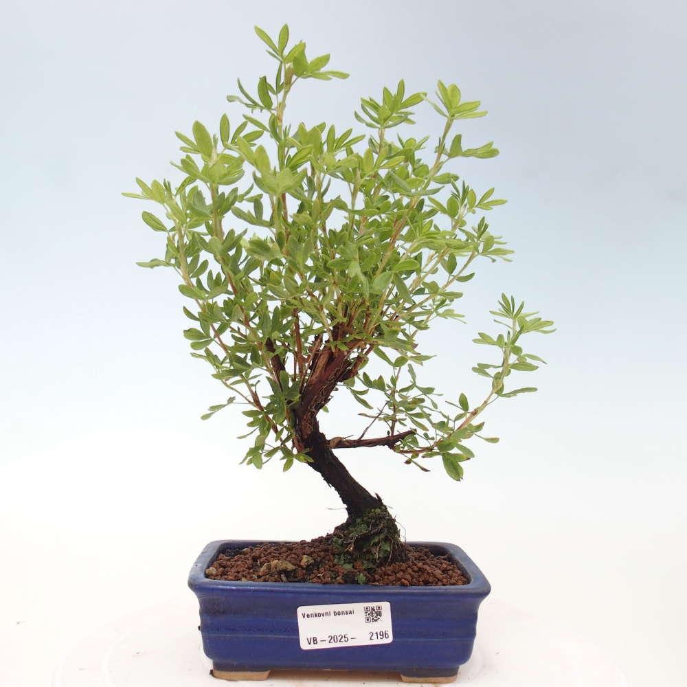 Bonsai voor buiten - Potentila fruticosa gele vogel