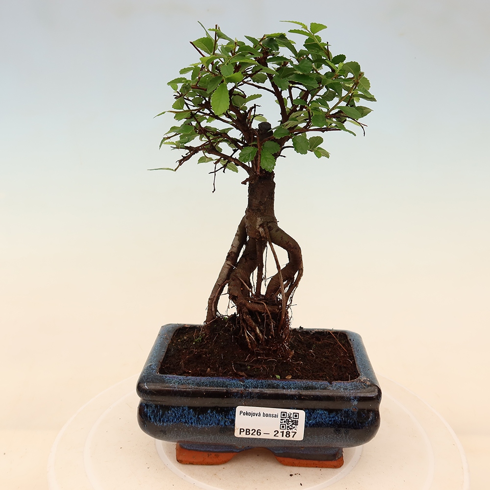 Kamerbonsai - Ulmus parvifolia - Winteriep