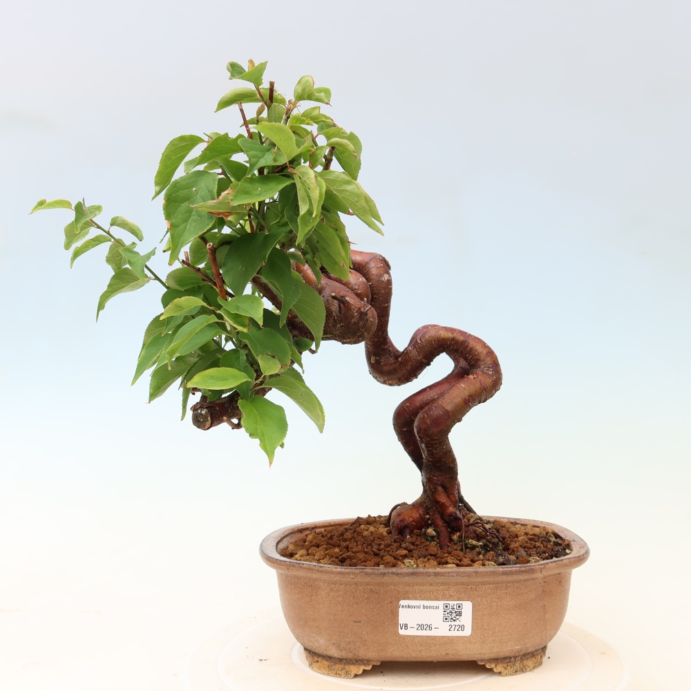 Bonsai voor buiten – Japanse abrikoos – Prunus Mume