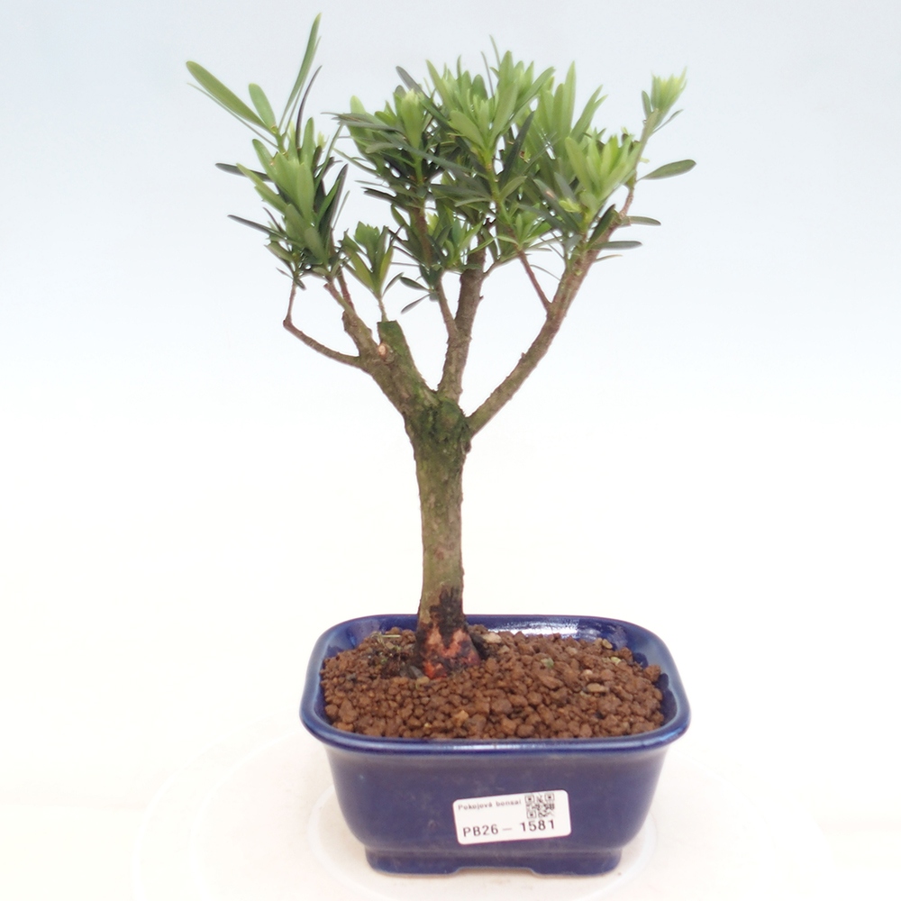 Kamerbonsai - Podocarpus - Taxus