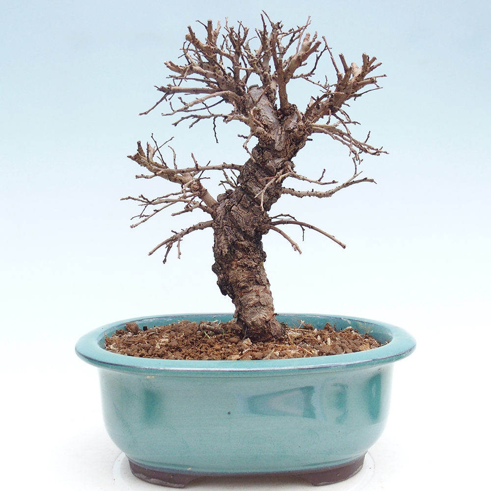 Bonsai voor buiten - Zelkova - Zelkova NIRE