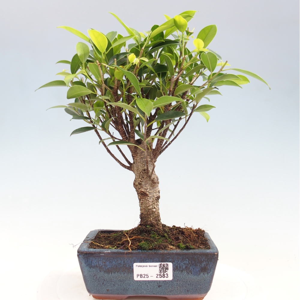 Kamerbonsai - Ficus retusa - kleinbladige ficus