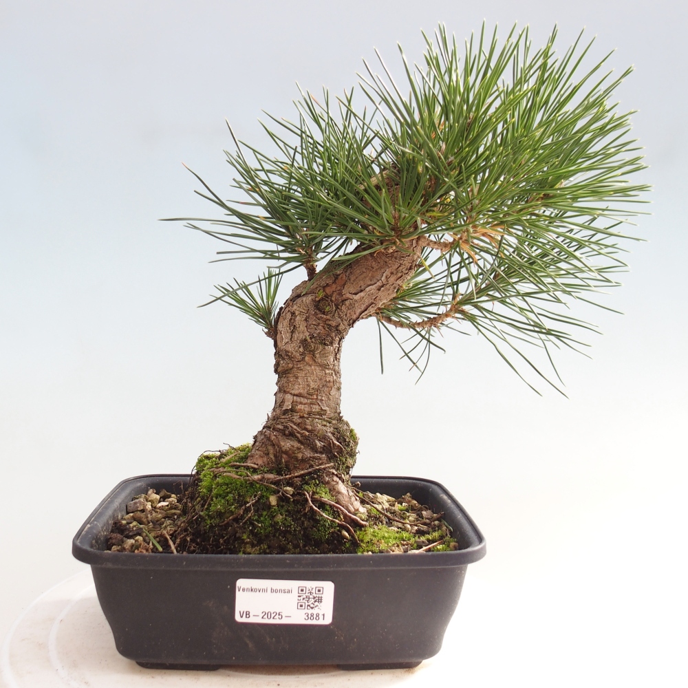 Bonsai voor buiten - Pinus thunbergii - Thunberg den