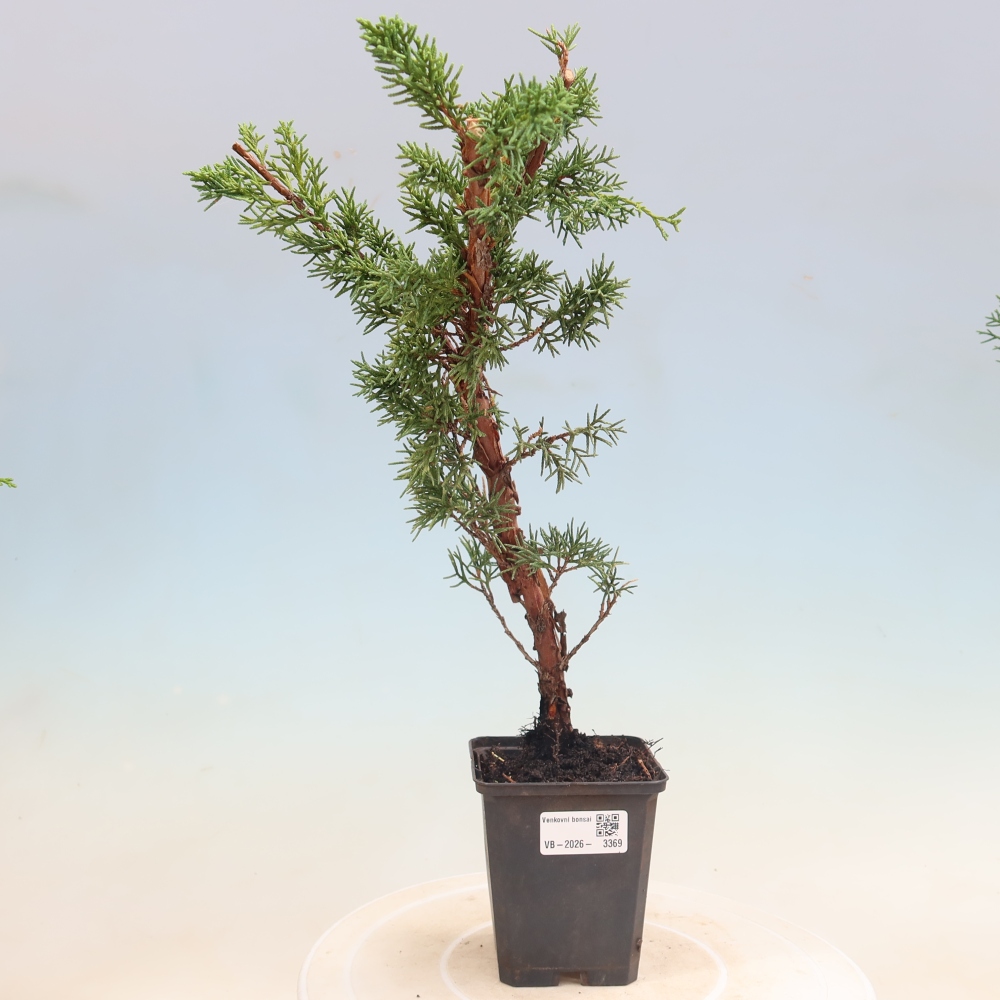 Bonsai voor buiten - Juniperus chinensis Kishu