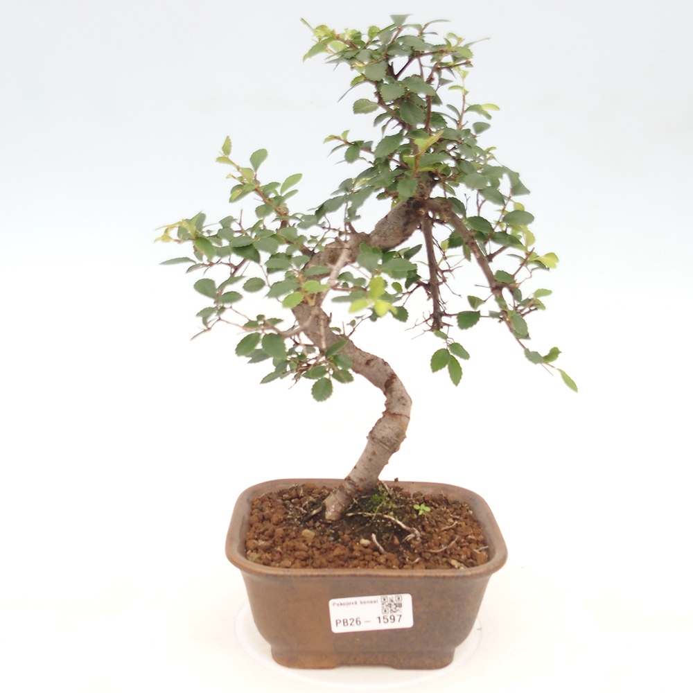 Kamerbonsai - Ulmus parvifolia - Winteriep