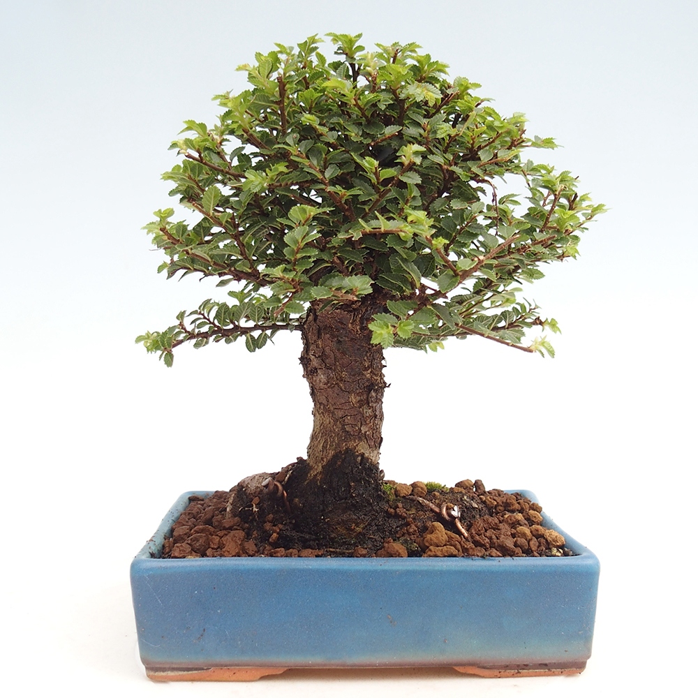 Bonsai voor buiten - Ulmus parvifolia Hokkaido - Chinese iep