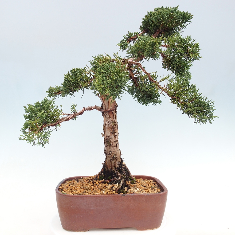 Bonsai voor buiten - Juniperus chinensis Kishu